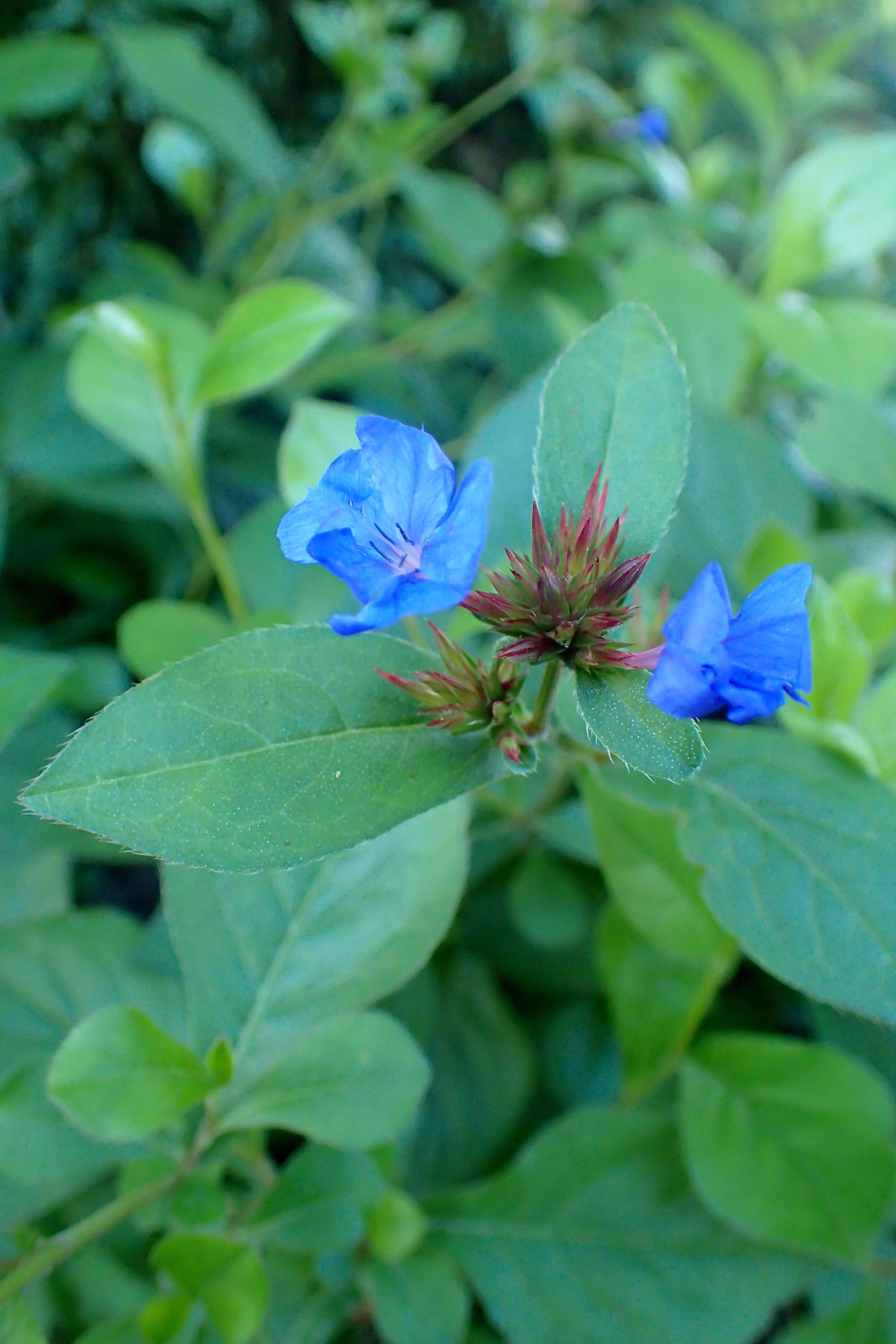 Image of blue leadwood