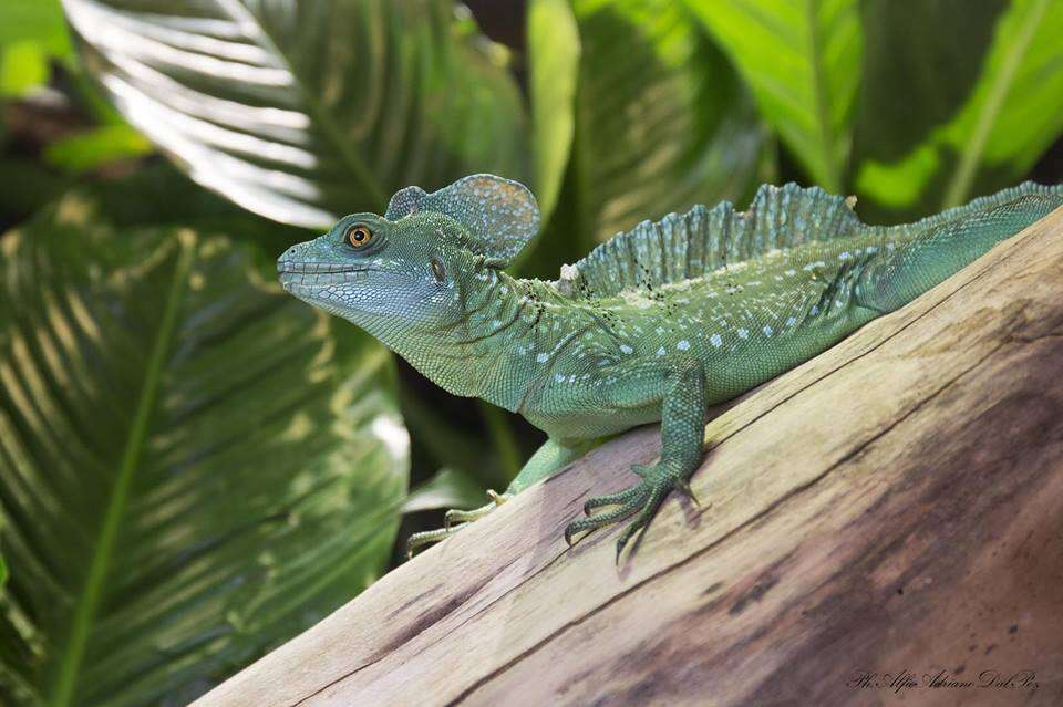 Image of Green Basilisk