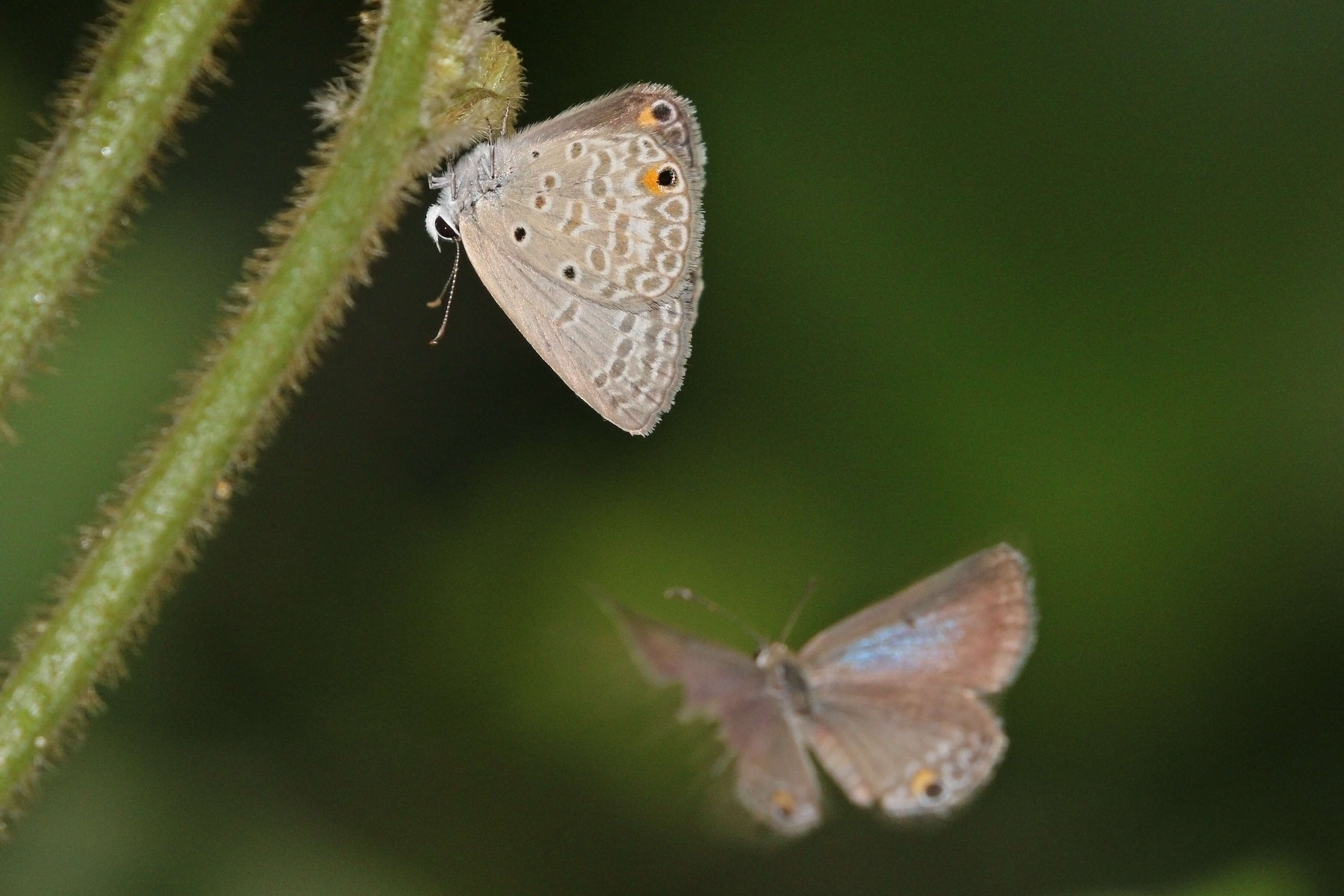 Image of Euchrysops malathana (Boisduval 1833)