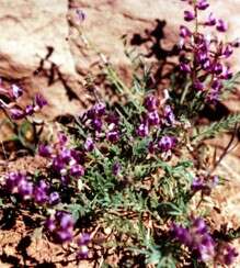 Image of rimrock milkvetch