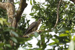 Image of Crested Honey Buzzard