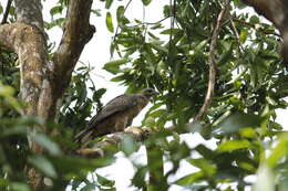 Image of Crested Honey Buzzard