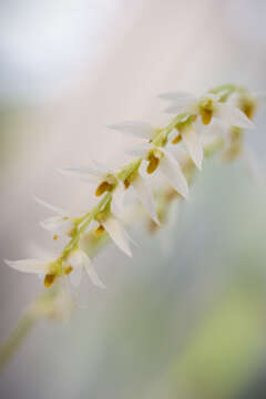 Image of Bulbophyllum auricomum Lindl.