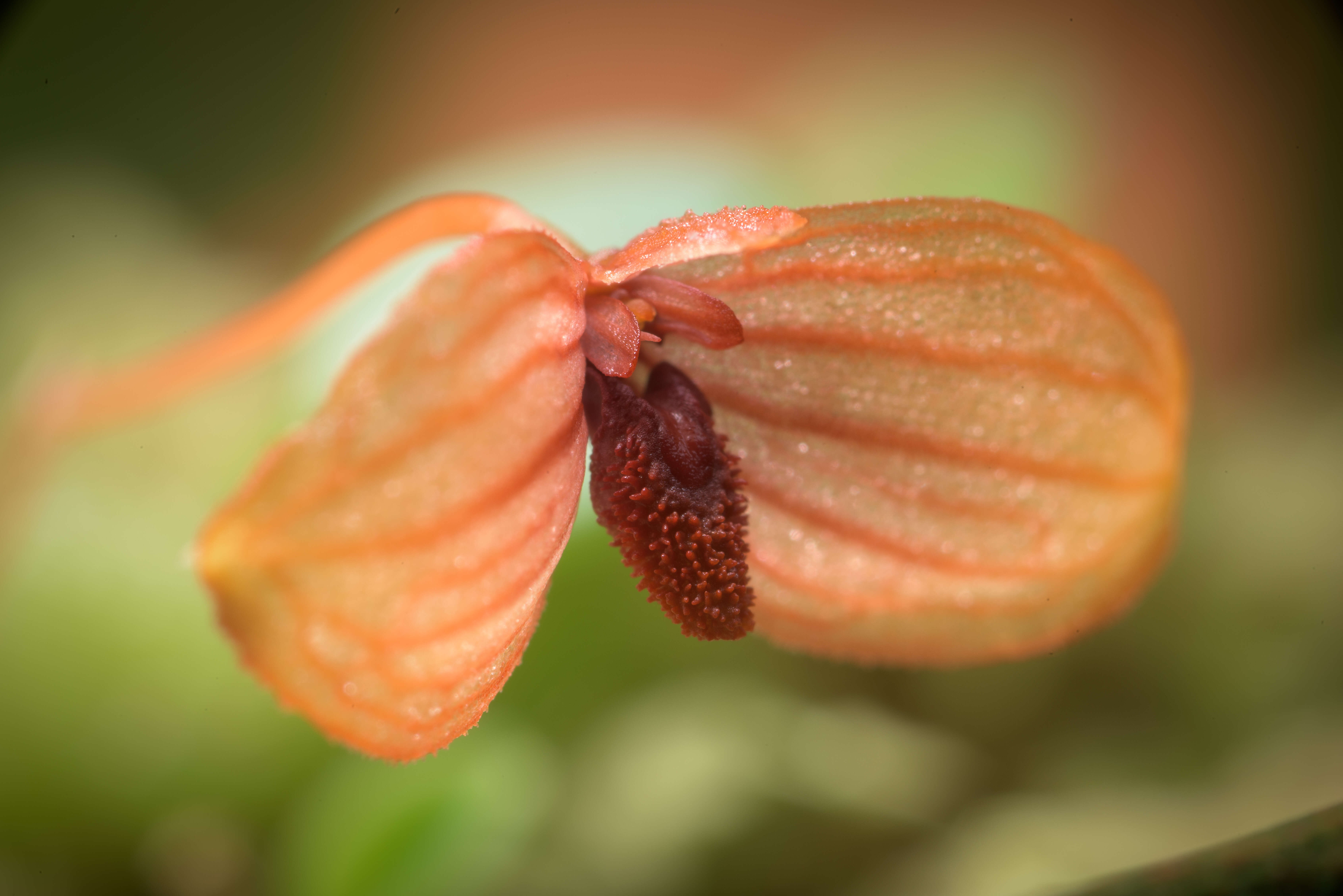 Image of Bulbophyllum ovalifolium (Blume) Lindl.