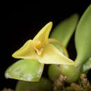 Bulbophyllum oblongum (Lindl.) Rchb. fil.的圖片