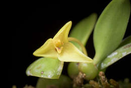 Imagem de Bulbophyllum oblongum (Lindl.) Rchb. fil.