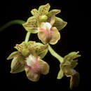 Image of Dendrobium bifalce Lindl.