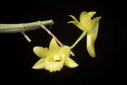 Dendrobium cerinum Rchb. fil.的圖片