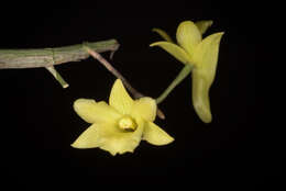 Dendrobium cerinum Rchb. fil.的圖片