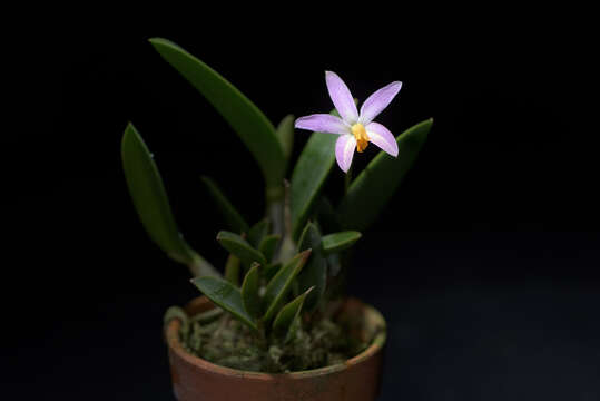 صورة Cattleya reginae (Pabst) Van den Berg