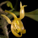 Слика од Bulbophyllum macranthoides Kraenzl.