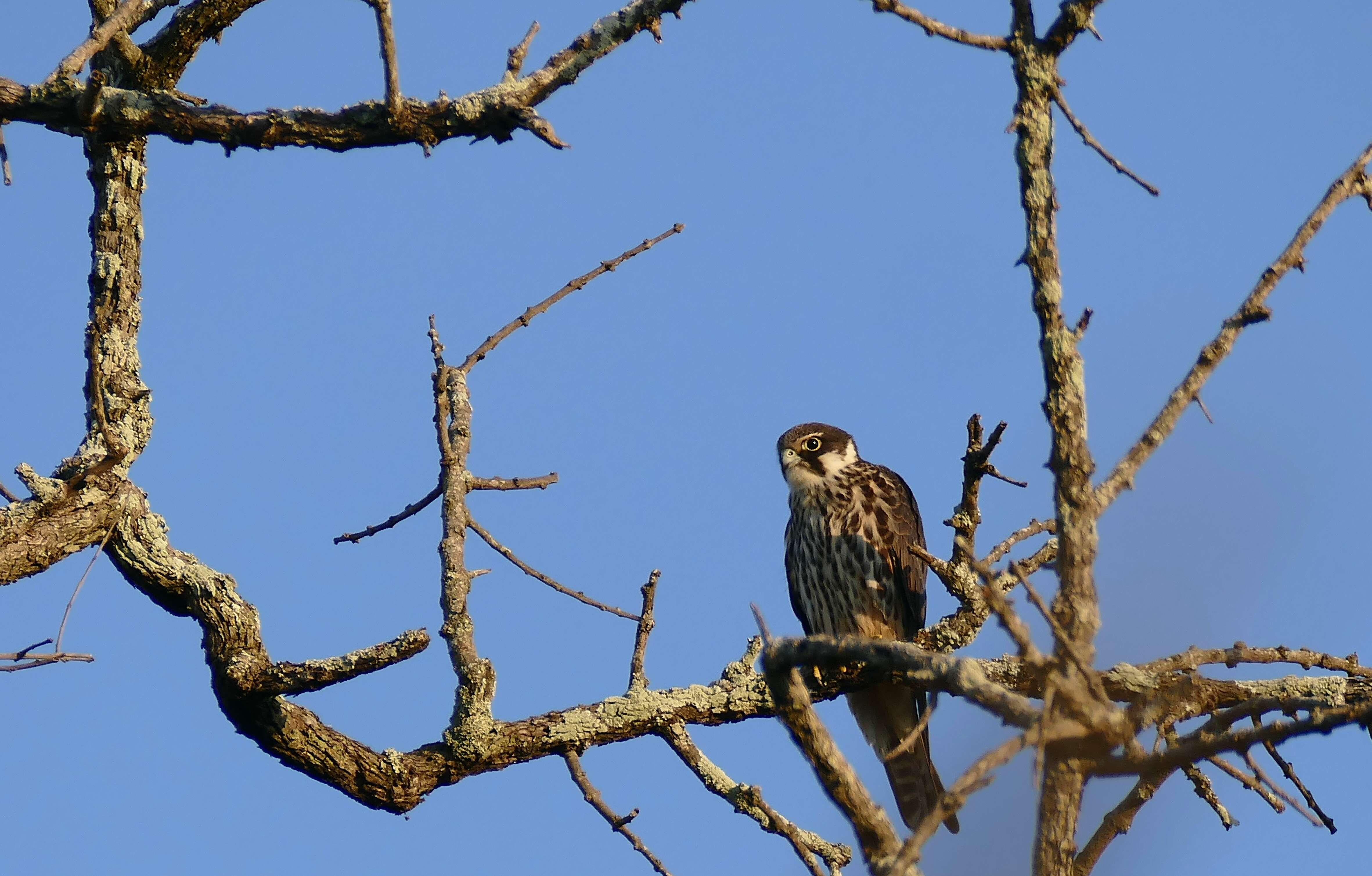 Image of Eurasian Hobby