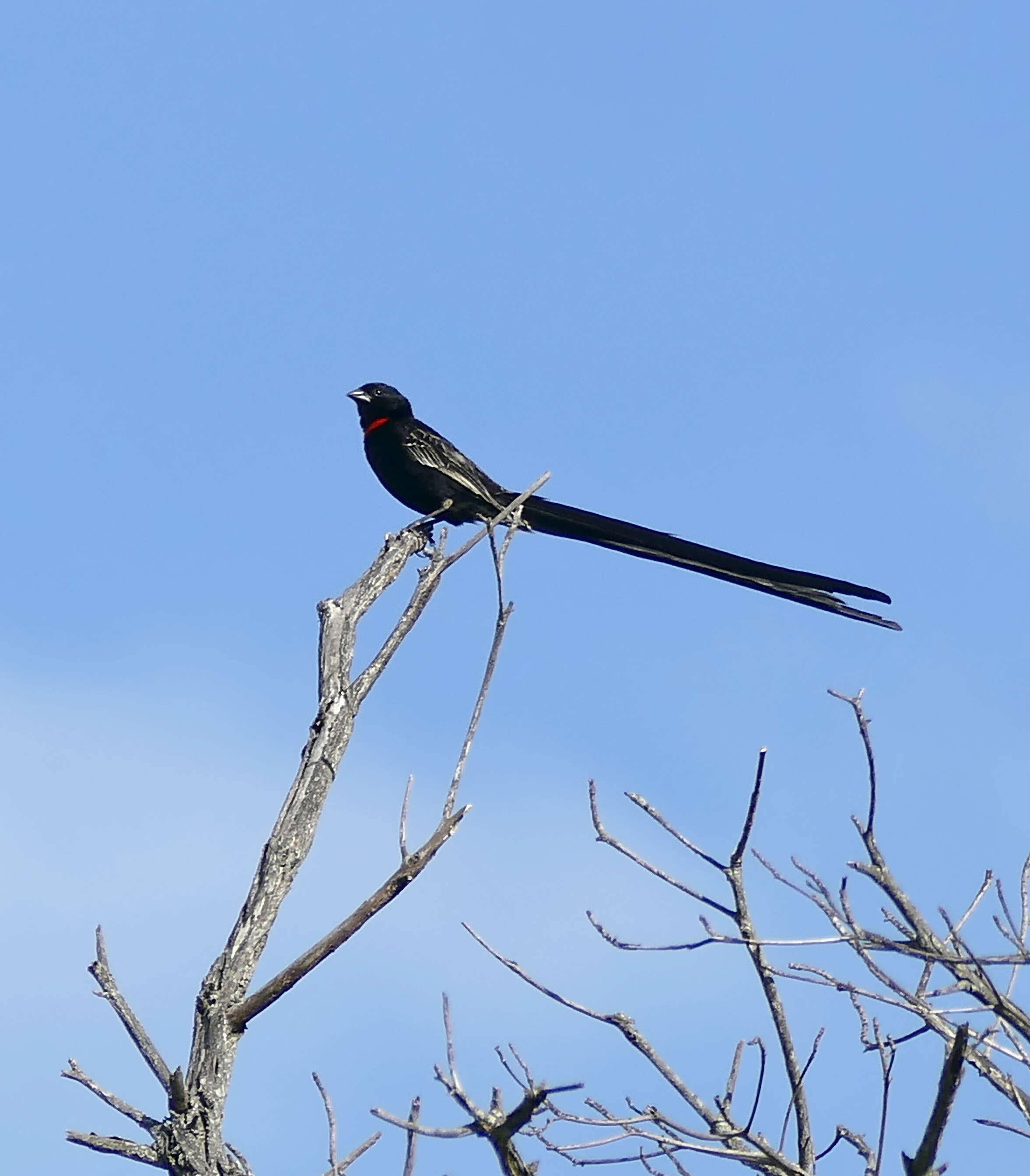 Image of Red-collared Whydah