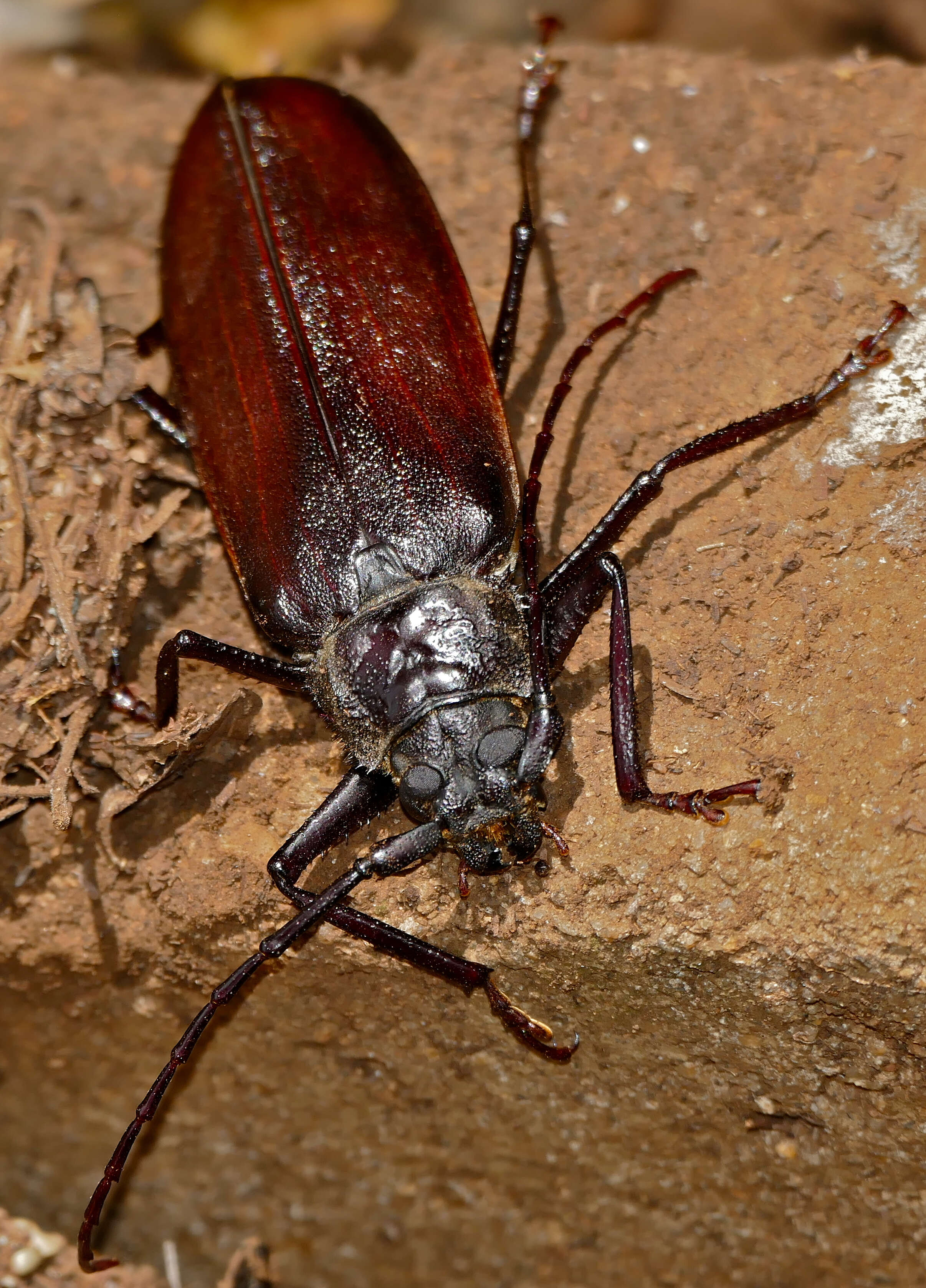 Image of Macrotoma