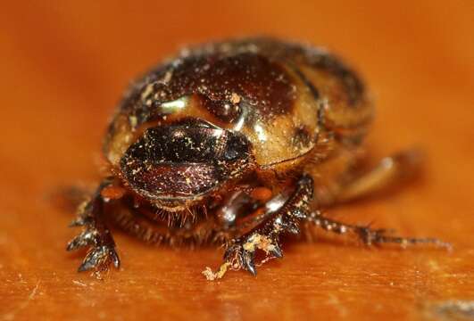 Image of Onthophagus gazella