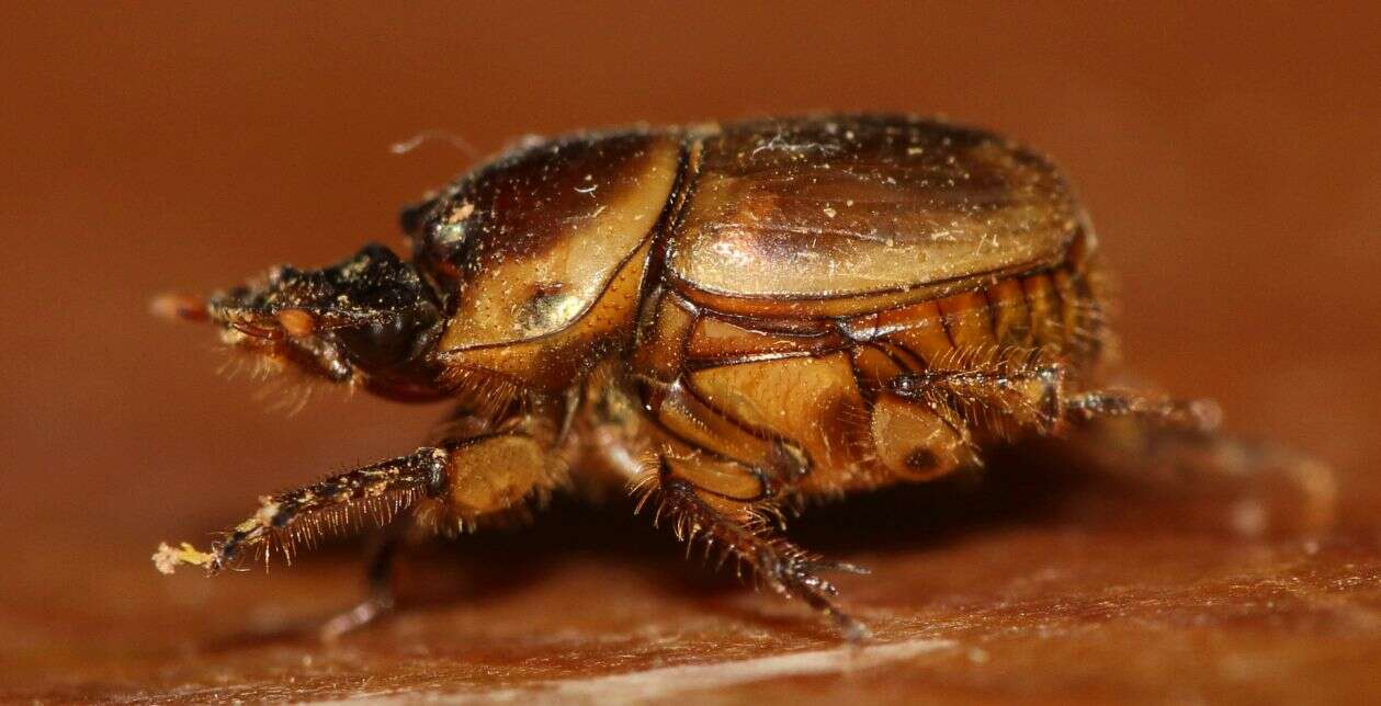 Image of Onthophagus gazella