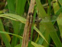 Sivun Erythrodiplax umbrata (Linnaeus 1758) kuva