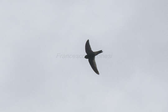 Image of Himalayan Swiftlet