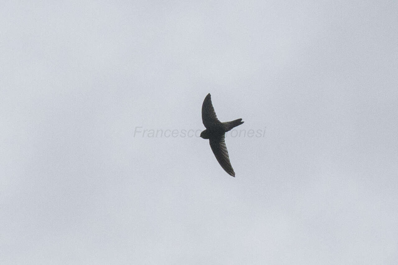 Image of Himalayan Swiftlet