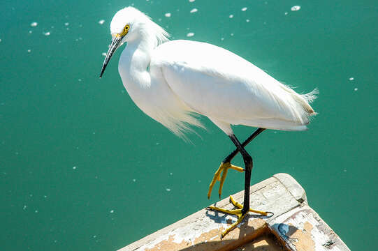 Image of Snowy Egret