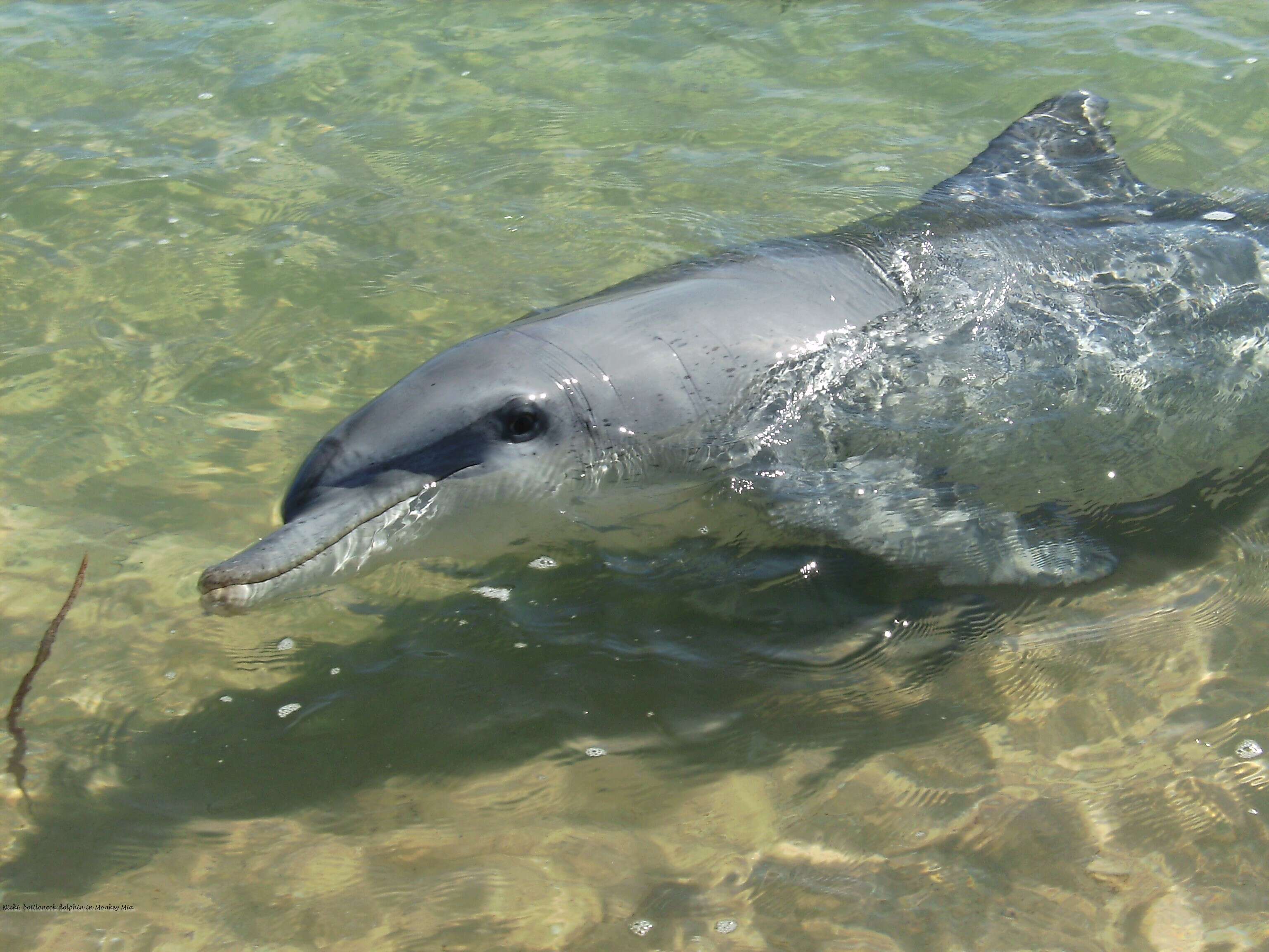 Image of Bottlenose Dolphin