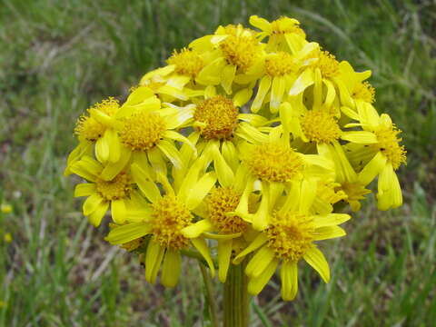 Imagem de Senecio integerrimus Nutt.