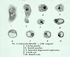 Image of Iodamoeba buetschlii Prowazek 1912