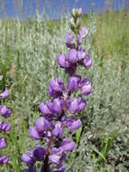 Image of Silver-stem Lupine