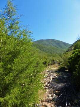 Image of Tecate Cypress