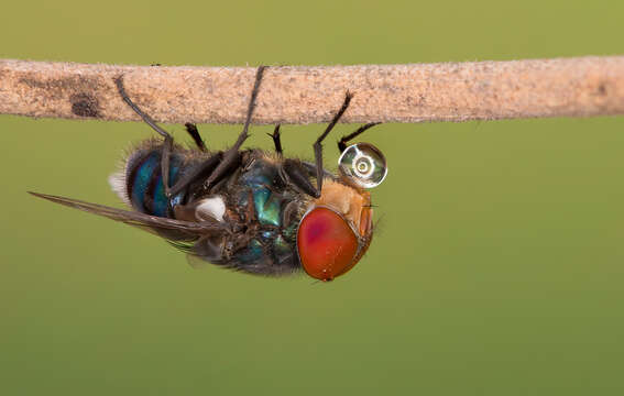 Image of Blue bottle fly