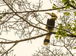 Image of Great Indian Hornbill