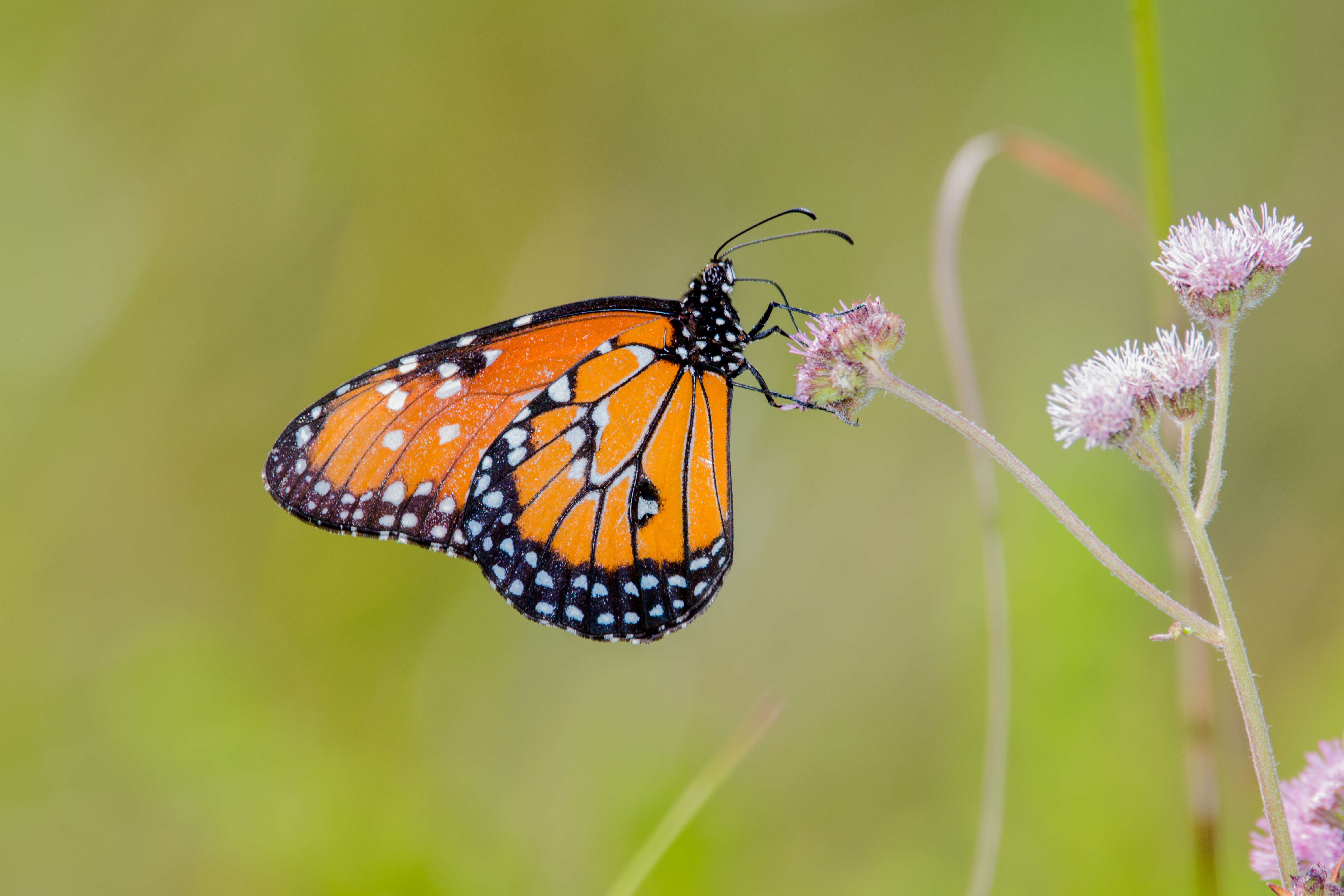 Sivun Danaus (Anosia) eresimus Cramer 1777 kuva