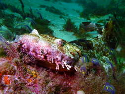 Image of wobbegongs