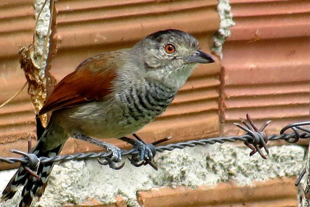 Image of Rufous-winged Antshrike