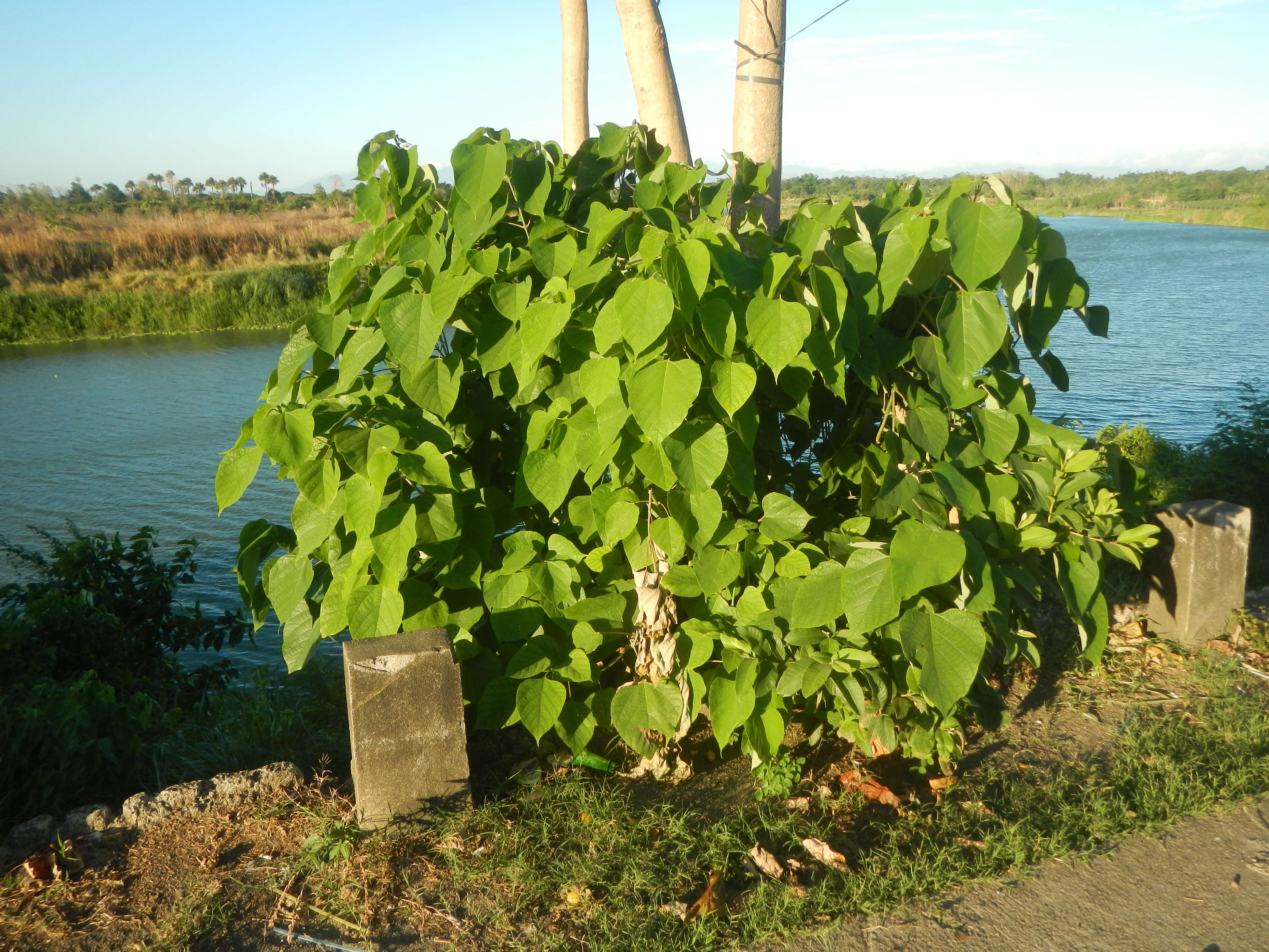 Image of wild sage