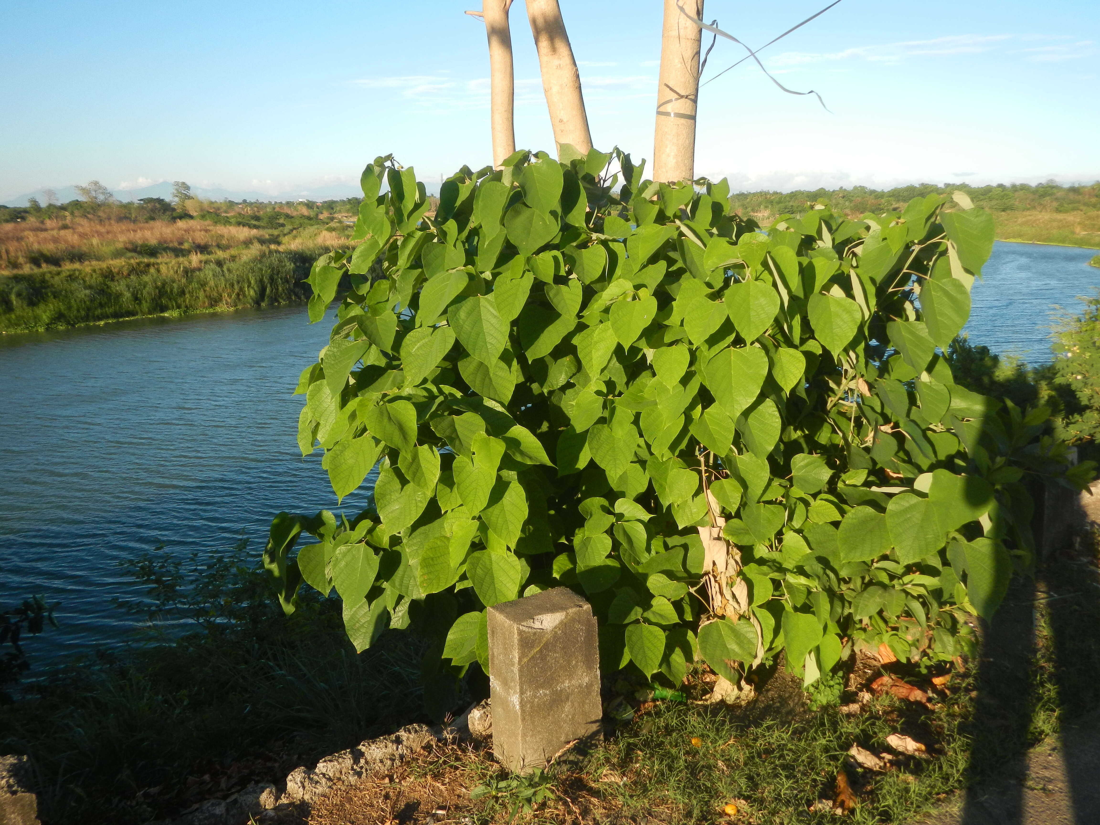 Image of wild sage