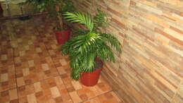 Image of parlor palm