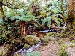 Image of Australian Tree Fern