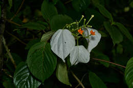 Image of White flag bush