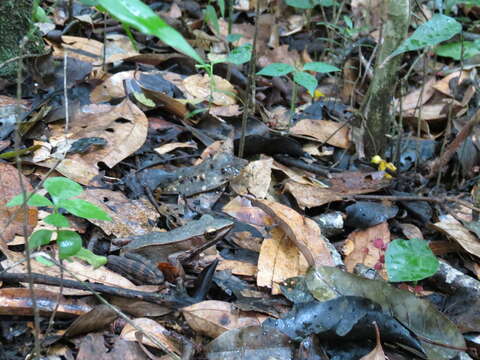 Image of Trivandrum frog