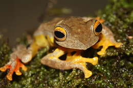 Image of Double-spotted Red-webbed Tree Frog