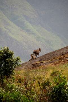 Plancia ëd Nilgiritragus Ropiquet & Hassanin 2005