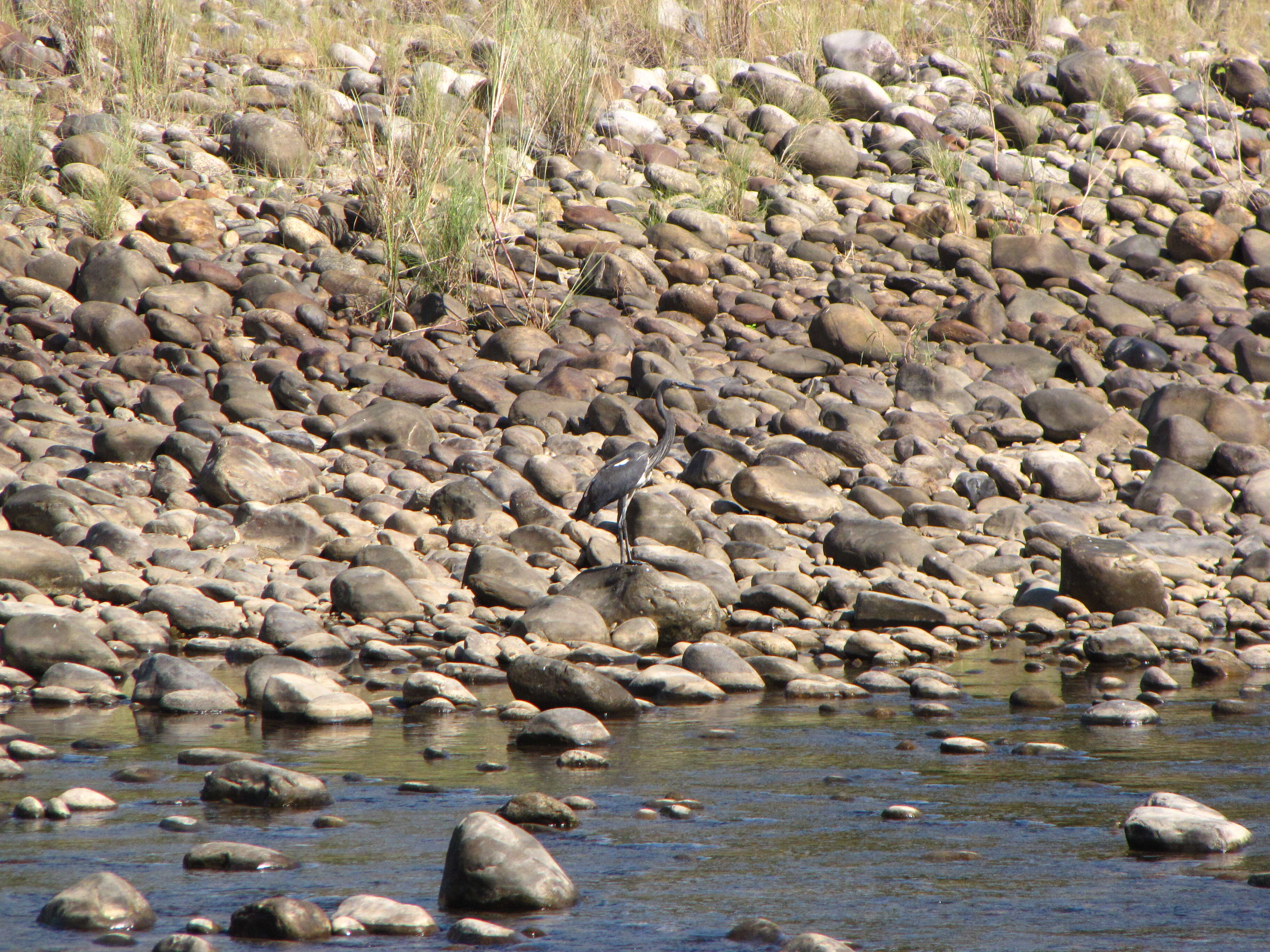 Imagem de Ardea insignis Hume 1878