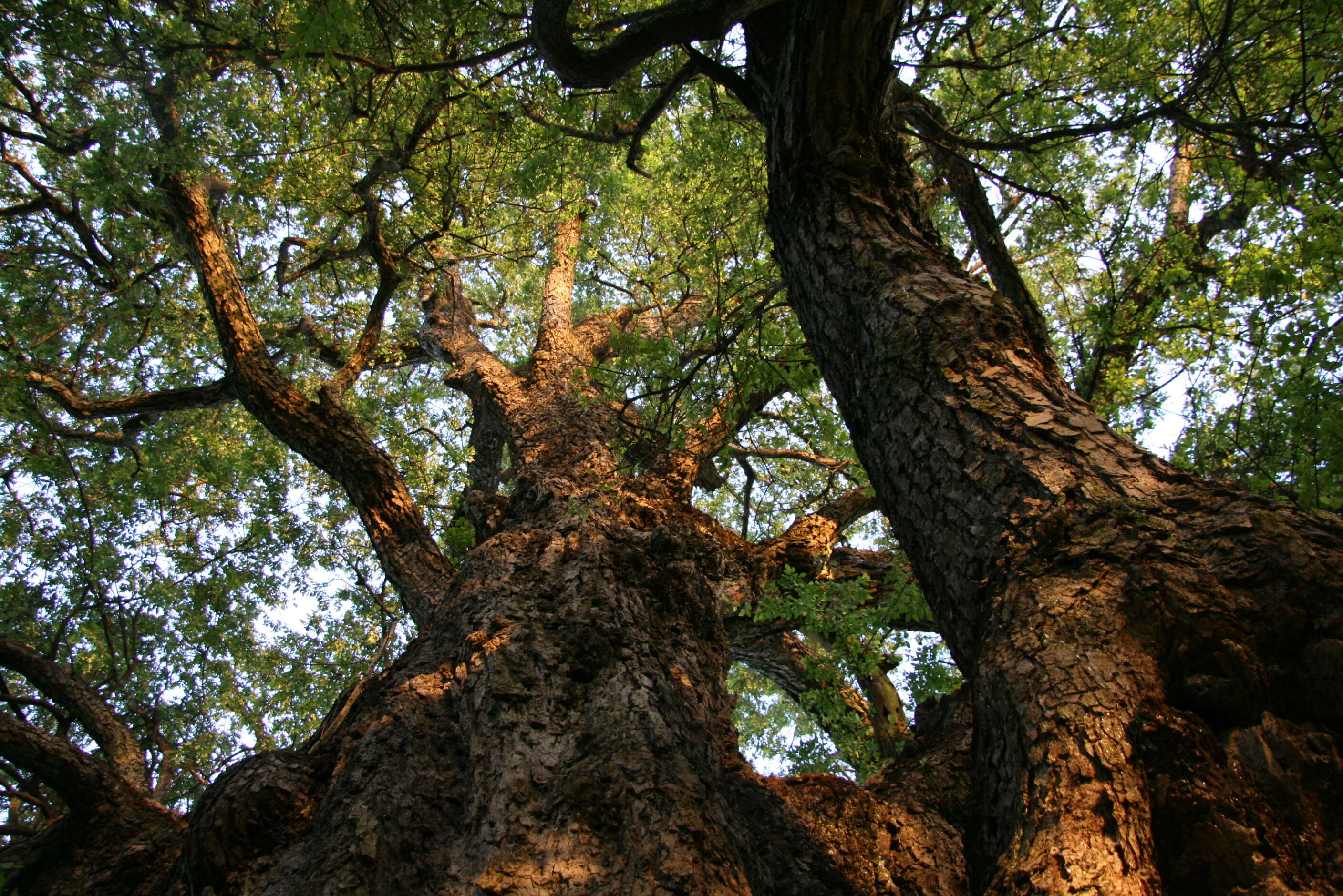 Image of roble beech