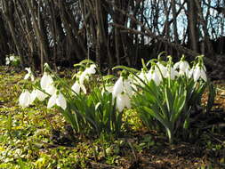 Image of giant snowdrop