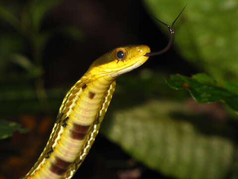 Image of Big-eyed mountain keelback