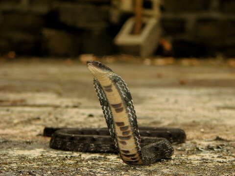 Image of Big-eyed mountain keelback