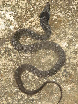 Image of Big-eyed mountain keelback