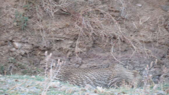 Image of Indian leopard