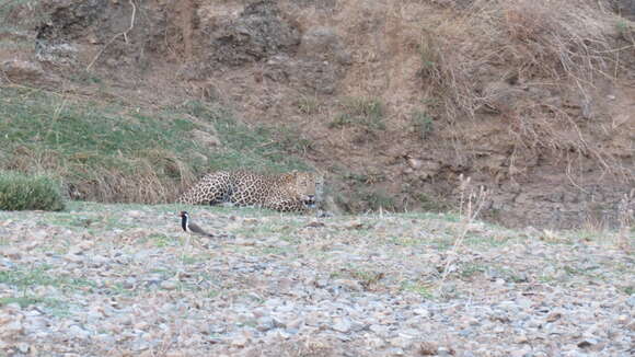 Image of Indian leopard